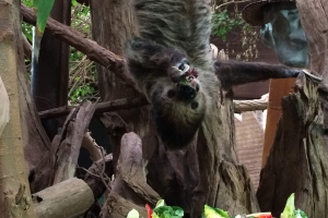 Familientag im Zoo 2015